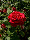 %_tempFileName001-r0044-20260505-0748%