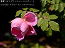 %_tempFileName005-r0367-20260513-1176%
