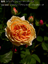 %_tempFileName030-r1760-20260513-1265%
