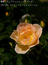 %_tempFileName037-r2280-20260513-1292%