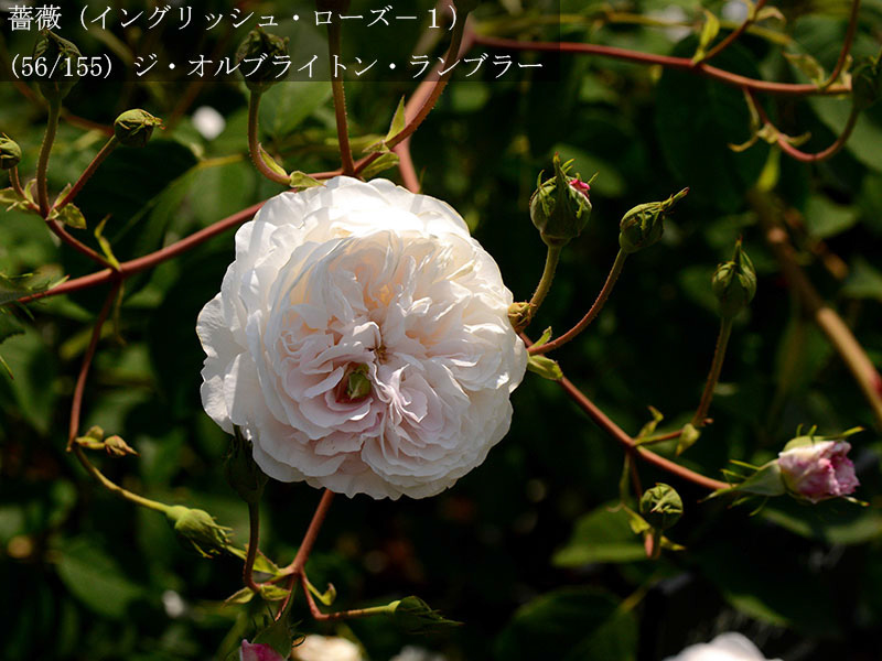 %_tempFileName056-r2608-20260513-1630%