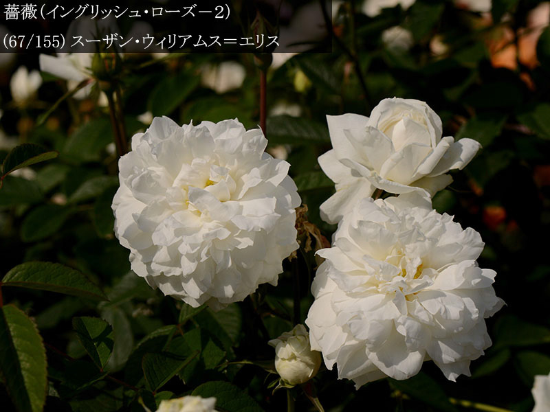%_tempFileName067-r3190-20260513-1762%