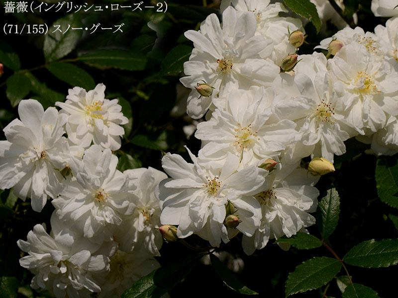 %_tempFileName071-r3340-20260513-1187%