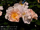 %_tempFileName063-r2975-20260517-0063%