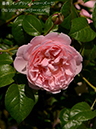 %_tempFileName070-r3330-20260513-1283%