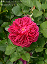 %_tempFileName074-r3588-20260513-1794%