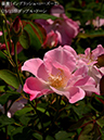 %_tempFileName075-r3651-20260513-1675%