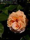 %_tempFileName077-r3766-20260513-1320%