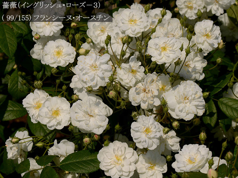 %_tempFileName099-r5427-20260513-1381%