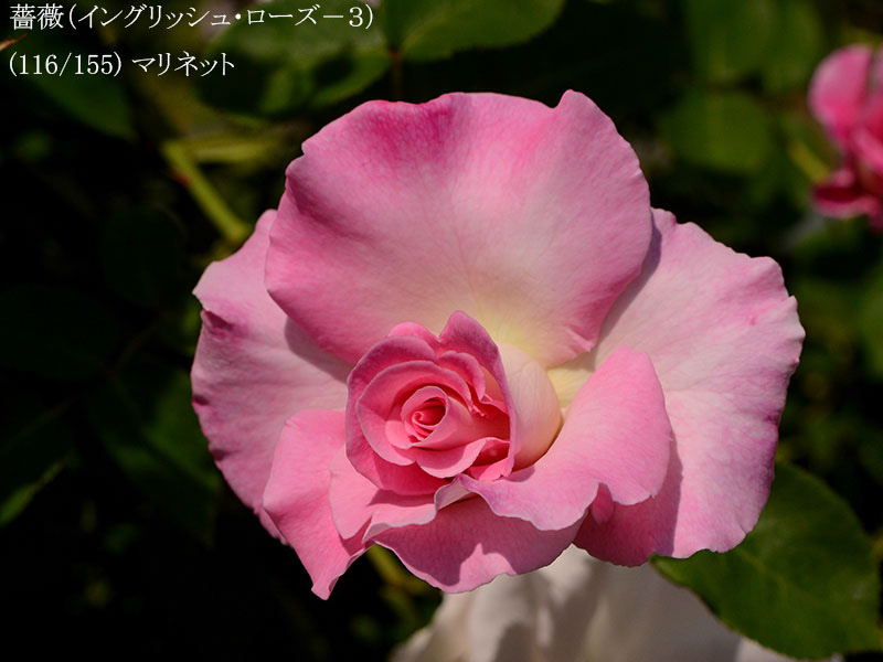 %_tempFileName116-r6653-20260513-1404%