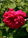 %_tempFileName081-r4075-20260516-0269%