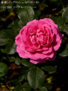 %_tempFileName084-r4392-20260513-1653%
