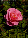 %_tempFileName087-r4542-20260513-1421%