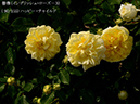 %_tempFileName090-r4606-20260513-1768%