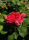 %_tempFileName091-r4820-20260513-1423%