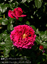 %_tempFileName096-r5159-20260513-1685%