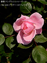 %_tempFileName098-r5359-20260513-1414%