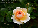 %_tempFileName111-r6040-20260513-1869%