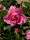 %_tempFileName112-r6042-20260513-1748%