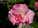 %_tempFileName116-r6653-20260513-1404%