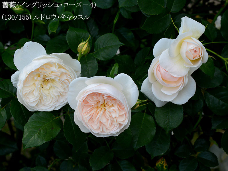 %_tempFileName130-r7487-20260513-1894%