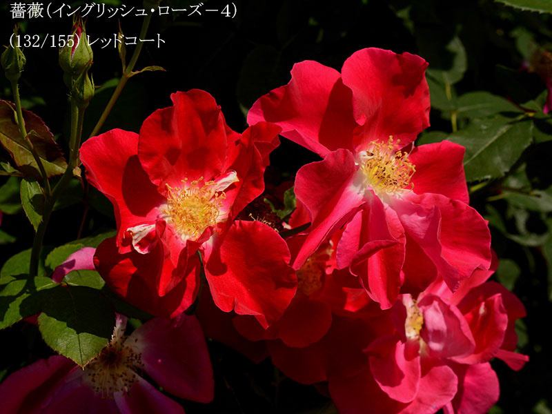 %_tempFileName132-r7654-20260513-1371%