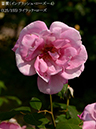 %_tempFileName125-r7187-20260513-1695%