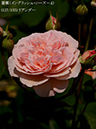 %_tempFileName127-r7305-20260513-1395%