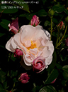 %_tempFileName128-r7480-20260513-1433%