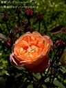 %_tempFileName133-r7661-20260505-1347%