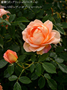 %_tempFileName134-r7663-20260513-1844%
