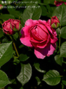 %_tempFileName135-r7696-20260513-1350%