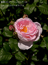 %_tempFileName140-r8237-20260505-1339%