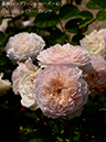 %_tempFileName145-r9189-20260513-1576%