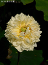 %_tempFileName0-039-h0716-20260618-0077%